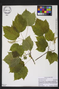 Acer spicatum image