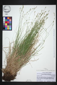 Carex brunnescens var. sphaerostachya image