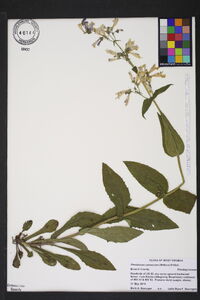 Penstemon canescens image