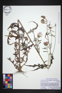 Cirsium carolinianum image