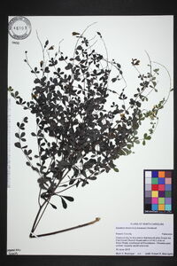 Baptisia tinctoria image