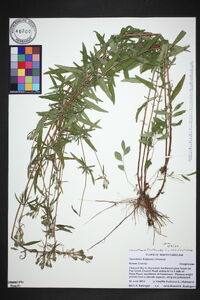 Oenothera fruticosa var. fruticosa image