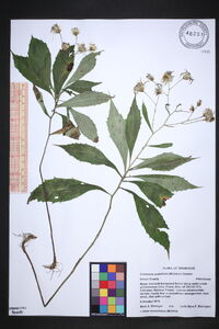 Oclemena acuminata image