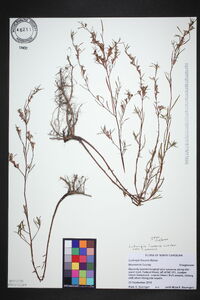 Ludwigia linearis image