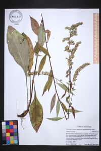 Solidago arguta var. caroliniana image