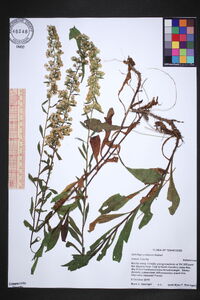 Solidago puberula image