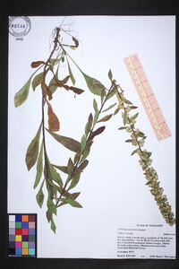 Solidago puberula image