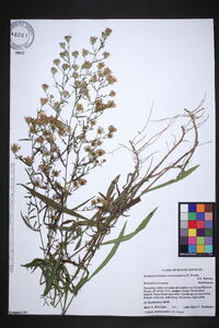 Symphyotrichum simmondsii image