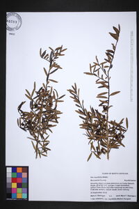 Ilex myrtifolia image