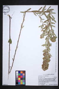 Lespedeza capitata image