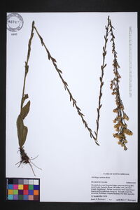 Solidago stricta image