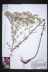 Eupatorium mohrii image