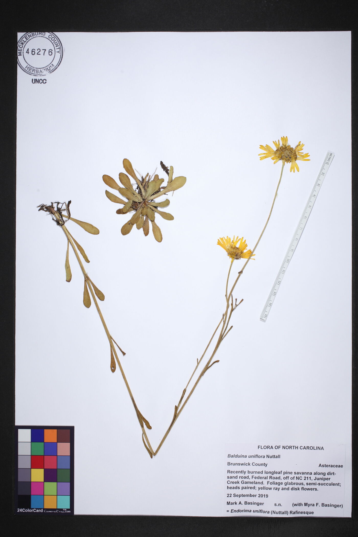 Balduina uniflora image