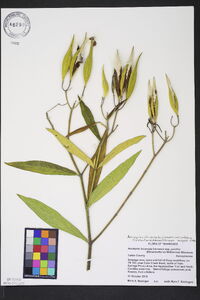 Asclepias incarnata var. pulchra image