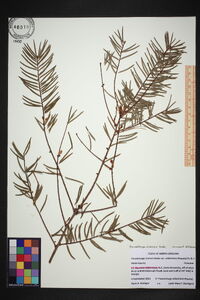 Pseudotsuga sinensis image