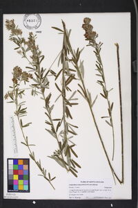 Lespedeza angustifolia image