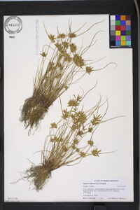 Cyperus flavescens image