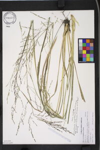 Coleataenia longifolia subsp. combsii image