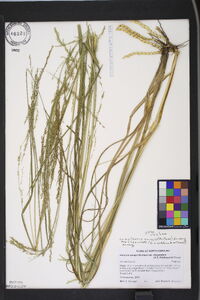 Coleataenia anceps subsp. rhizomata image