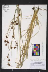 Rhynchospora glomerata image