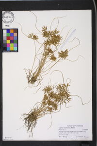 Cyperus polystachyos image