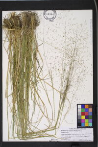 Muhlenbergia expansa image