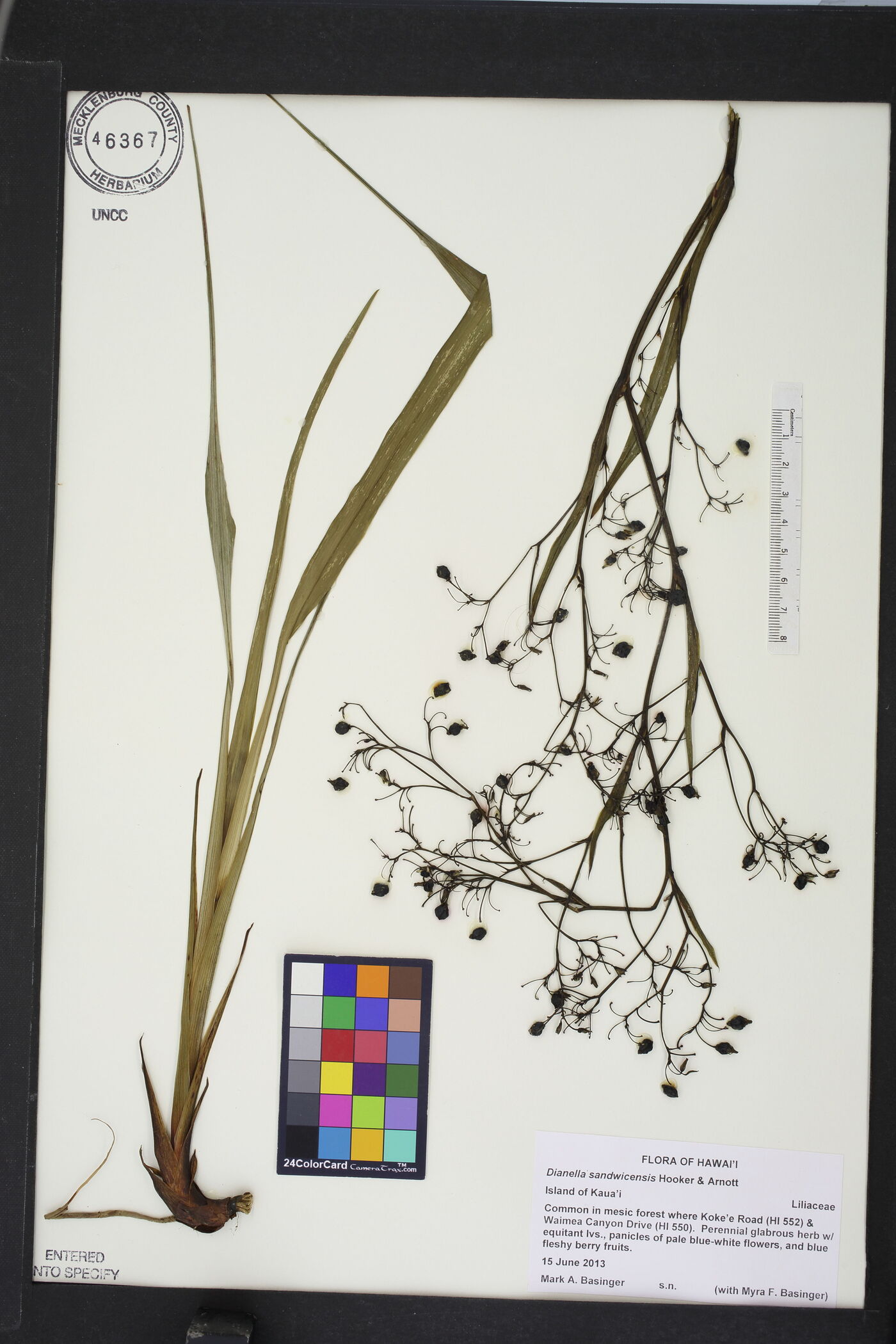 Dianella sandwicensis image