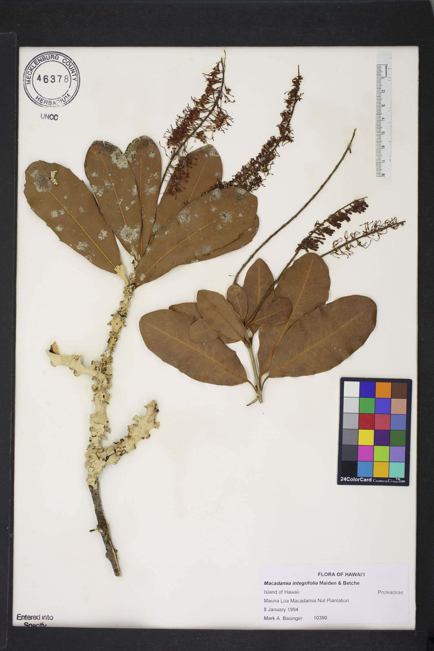 Macadamia integrifolia image