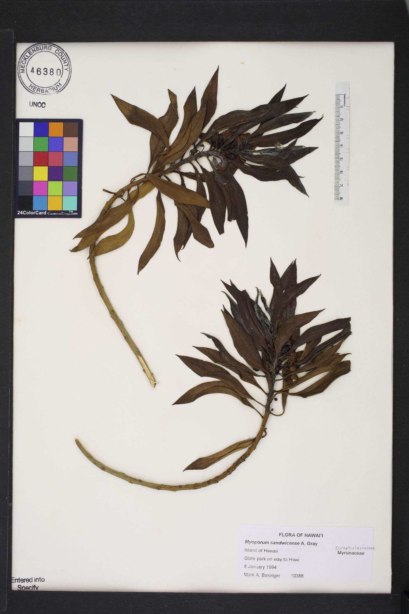 Myoporum sandwicense image