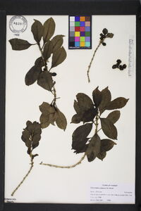 Coprosma ochracea image