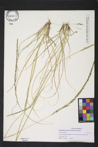 Sporobolus indicus image