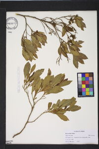 Myrica faya image