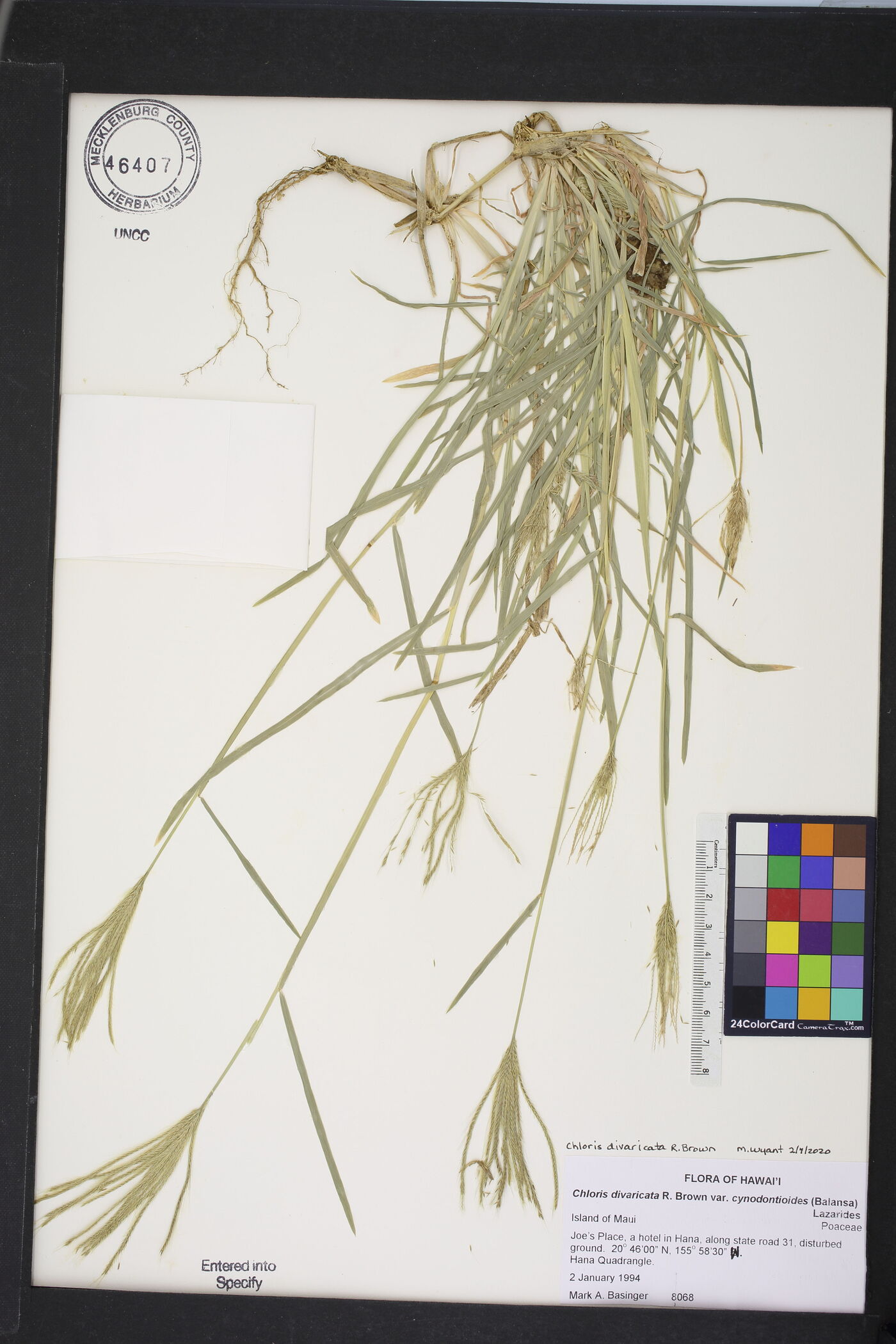 Chloris divaricata image