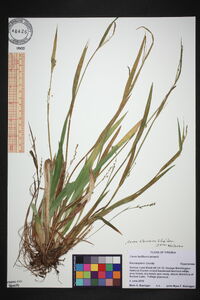 Carex albursina image