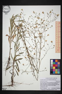 Croptilon divaricatum image