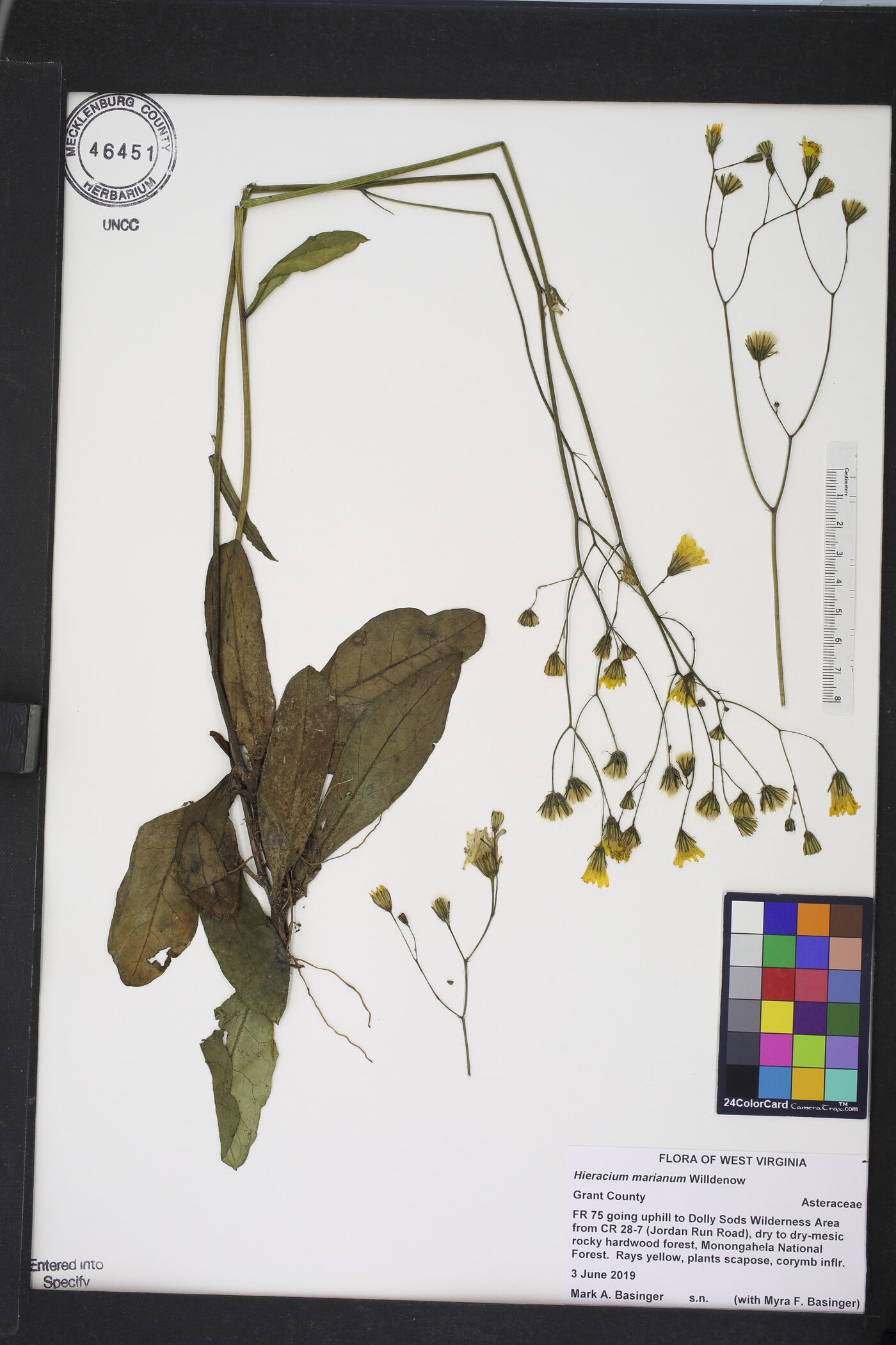 Hieracium marianum image