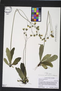 Hieracium marianum image