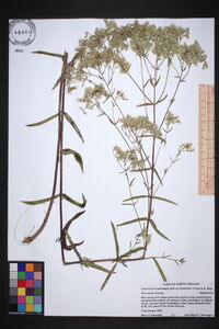 Eupatorium leucolepis image