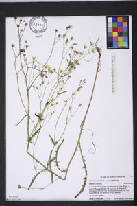 Crepis capillaris image