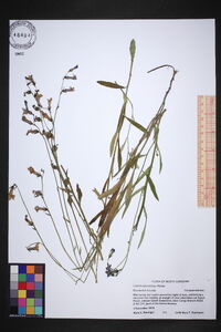 Lobelia glandulosa image