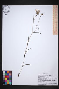 Eurybia paludosa image