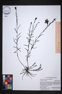 Agalinis linifolia image