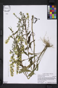 Solidago erecta image