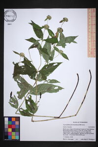 Pycnanthemum montanum image