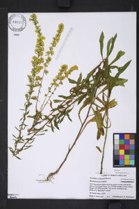 Solidago puberula image