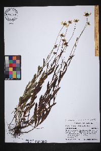Rudbeckia fulgida image