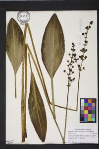 Sagittaria lancifolia var. media image