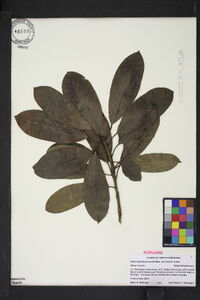 Daphniphyllum macropodum var. humile image