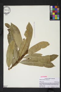 Magnolia fordiana image