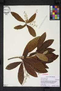 Clethra arborea image